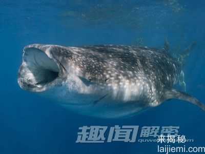 涨姿势了！盘点10大动物进化后的残余396 / 作者:UFO来啦 / 帖子ID:64710