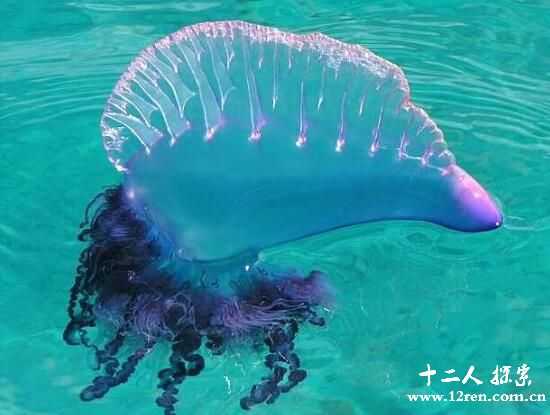 僧帽水母：毒性巨大，蜇一口会导致休克634 / 作者:UFO来啦 / 帖子ID:62208