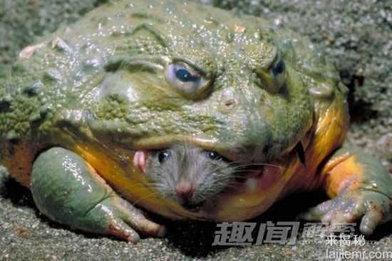 劲爆！盘点全球“千年成妖”的动物398 / 作者:UFO来啦 / 帖子ID:62361