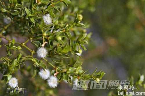 沙漠林鼠爱服毒：吃翔炼成百毒不侵927 / 作者:UFO来啦 / 帖子ID:64614