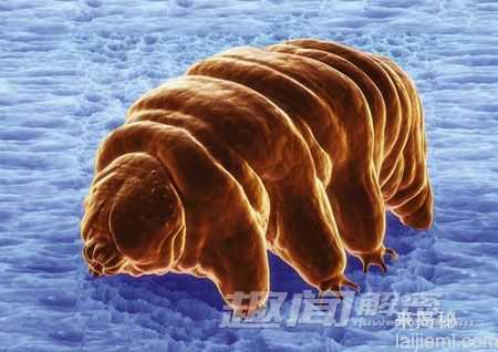 水熊虫:地球上的不死生物341 / 作者:UFO爱好者 / 帖子ID:66670 水熊虫:地球上的不死生物341 / 作者:UFO爱好者 / 帖子ID:66670