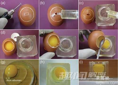 首个人工透明蛋壳：演绎鸟类胚胎发育238 / 作者:UFO外星人爱好者 / 帖子ID:60620