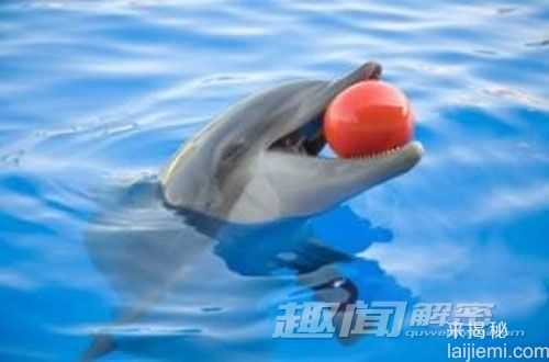 揭开动物集体自杀之谜：会是因为悲伤吗？140 / 作者:UFO来啦 / 帖子ID:63926