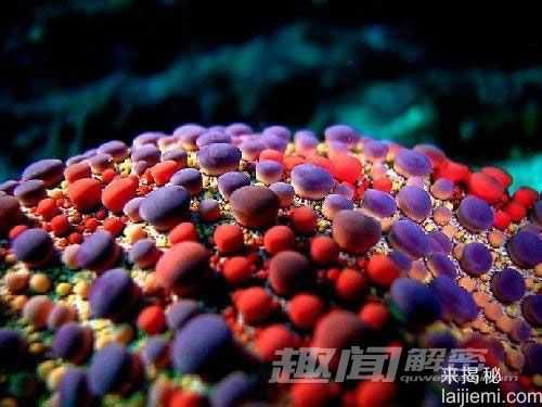艳丽多姿！十大最美的海洋生物70 / 作者:UFO来啦 / 帖子ID:65618
