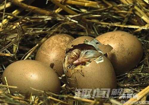 首个人工透明蛋壳：演绎鸟类胚胎发育813 / 作者:UFO外星人爱好者 / 帖子ID:60620