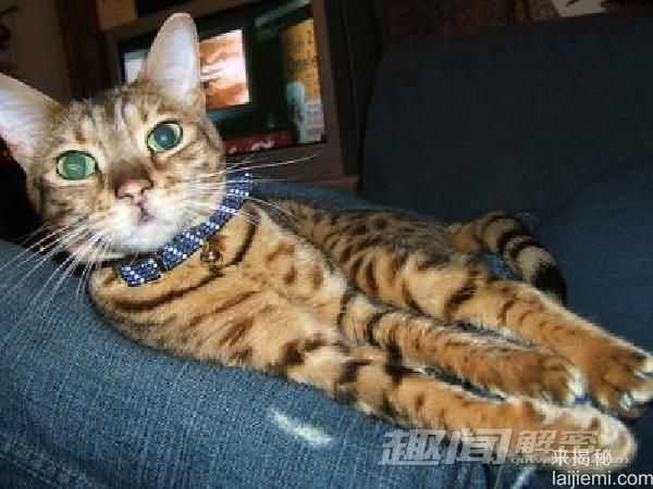 身价是大熊猫20倍！世界最贵动物盘点846 / 作者:UFO来啦 / 帖子ID:65869