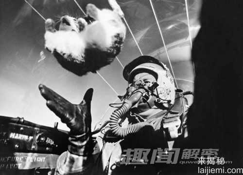盘点科学史上12只猫：荧光猫或抗艾滋546 / 作者:UFO来啦 / 帖子ID:65165