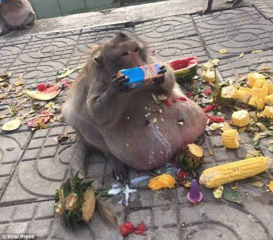 泰国猴子胖成猪 因游客投食过多造成630 / 作者:UFO爱好者 / 帖子ID:66667 泰国猴子胖成猪 因游客投食过多造成630 / 作者:UFO爱好者 / 帖子ID:66667