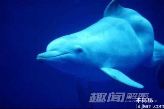 盘点中国十大濒危动物：失而复得的四不象631 / 作者:UFO来啦 / 帖子ID:65070