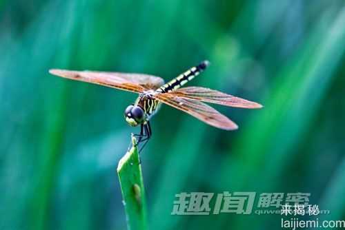 最新研究发现：蜻蜓为地球上最致命猎手347 / 作者:UFO来啦 / 帖子ID:64220