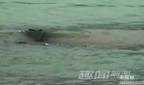 科学探秘 新疆喀纳斯“湖怪” 或为大红鱼346 / 作者:UFO来啦 / 帖子ID:65362
