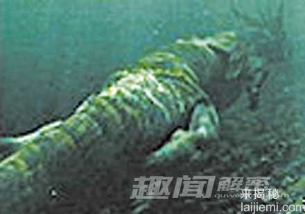 盘点：全球最著名的十大神秘水怪606 / 作者:UFO来啦 / 帖子ID:65218
