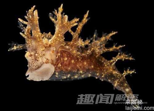 裸鳃类生物神奇技能：收集毒素为己所用62 / 作者:UFO来啦 / 帖子ID:65756