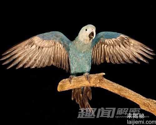 过去十年全球灭绝的十大动物341 / 作者:UFO来啦 / 帖子ID:65892