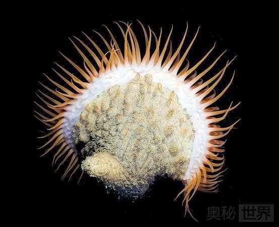新发现的奇特物种：雪人蟹，冰海天使，鱿鱼蠕虫，胖头杜父鱼，毒海蛤蝓572 / 作者:UFO来啦 / 帖子ID:64086