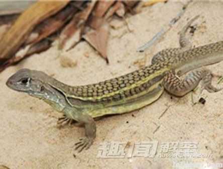 地球上最怪异的八大生物：暴君水蛭第一431 / 作者:UFO来啦 / 帖子ID:63226