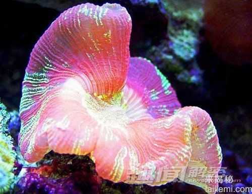 艳丽多姿！十大最美的海洋生物299 / 作者:UFO来啦 / 帖子ID:65618