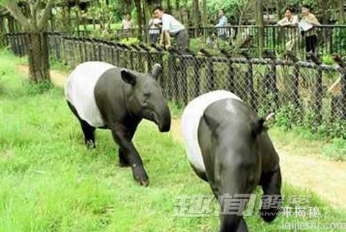 另类国宝动物&amp;quot;马来貘&amp;quot; ：像猪像马又似象40 / 作者:UFO外星人爱好者 / 帖子ID:60065