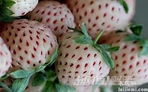 千奇百怪的特色水果 你吃过几种？456 / 作者:UFO外星人爱好者 / 帖子ID:60200