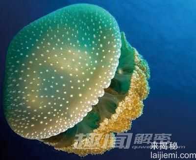 奇葩动物集锦，你绝对没见过！986 / 作者:UFO来啦 / 帖子ID:63462