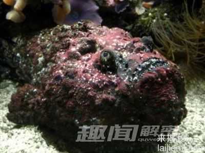 盘点：海底最危险的十大动物排行榜443 / 作者:UFO来啦 / 帖子ID:65235