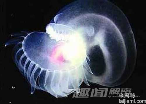 新研究提出栉水母或是地球动物祖先801 / 作者:UFO来啦 / 帖子ID:64095