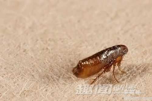自然界的超级英雄：动物也有超能力322 / 作者:UFO来啦 / 帖子ID:65604