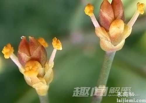 惊奇!靠月光生存繁衍的“狼人植物”278 / 作者:UFO外星人爱好者 / 帖子ID:60133 惊奇!靠月光生存繁衍的“狼人植物”278 / 作者:UFO外星人爱好者 / 帖子ID:60133