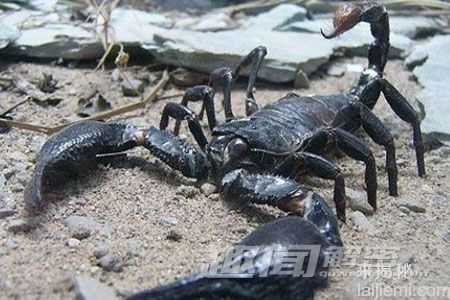 盘点:全球十大最恐怖的嗜血动物908 / 作者:UFO来啦 / 帖子ID:65217 盘点:全球十大最恐怖的嗜血动物908 / 作者:UFO来啦 / 帖子ID:65217
