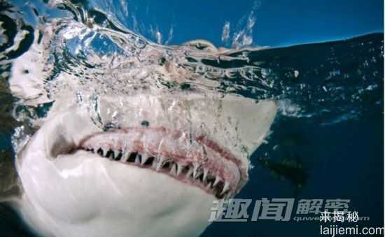 闪爆你的眼球！神秘诡异的深海生物932 / 作者:UFO来啦 / 帖子ID:66022