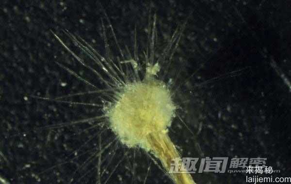 揭秘：2014年自然界新发现十大物种排行662 / 作者:UFO来啦 / 帖子ID:64021