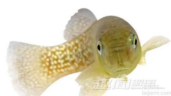 惊!鱼类竟然进化出抗癌的能力!750 / 作者:UFO来啦 / 帖子ID:63824 惊!鱼类竟然进化出抗癌的能力!750 / 作者:UFO来啦 / 帖子ID:63824