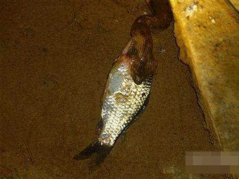 他在河边做了个陷阱，抓到这物竟卖了上千元756 / 作者:UFO来啦 / 帖子ID:62065