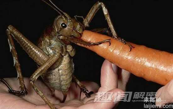 盘点：自然界震撼世人的十大巨型动物198 / 作者:UFO来啦 / 帖子ID:65241
