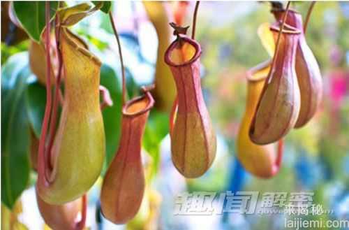 十大奇异植物 迷幻类植物外表迷人739 / 作者:UFO来啦 / 帖子ID:62410