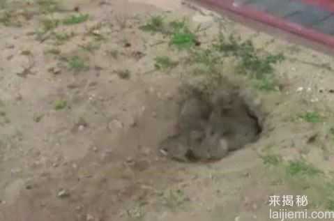 男子野外求生偶然发现洞口：走近后吓一跳!262 / 作者:UFO来啦 / 帖子ID:64979