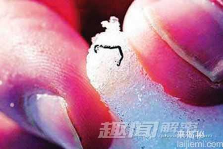 地球上惟一冻不死的动物：极地冰虫219 / 作者:UFO来啦 / 帖子ID:63067