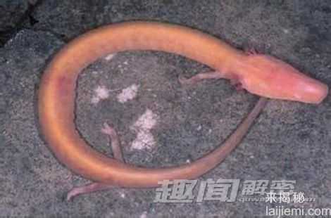 生命的奇迹：八大无眼睛的逆天动物279 / 作者:UFO来啦 / 帖子ID:64957