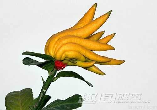 盘点植物中的恐怖分子：能吃羊的食羊树147 / 作者:UFO来啦 / 帖子ID:65161