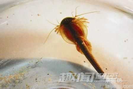 不可思议！出现在现代的神秘史前物种758 / 作者:UFO来啦 / 帖子ID:61369