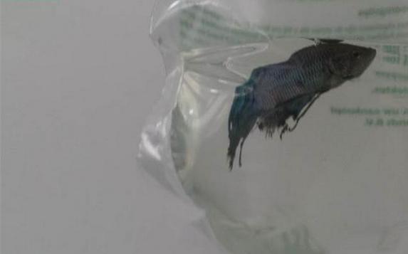 奄奄一息的斗鱼被带回家 两个月后奇迹发生了468 / 作者:UFO来啦 / 帖子ID:63451