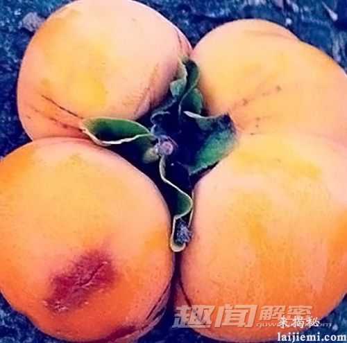 福岛辐射后的变异蔬菜 你敢吃吗？433 / 作者:UFO外星人爱好者 / 帖子ID:59289