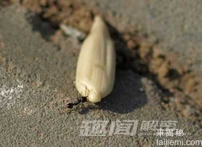 科学揭秘：为什么蚂蚁的力量如此之大？717 / 作者:UFO外星人爱好者 / 帖子ID:60683