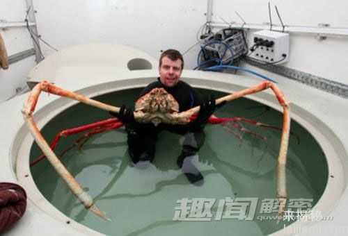 英国码头现巨型螃蟹 身长竟超过15米494 / 作者:UFO外星人爱好者 / 帖子ID:59851