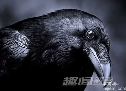 报喜鸟乌鸦被冤枉 古时曾是吉祥鸟350 / 作者:UFO来啦 / 帖子ID:63881