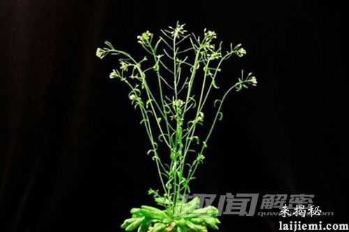 解密:植物遭遇侵害时的反应842 / 作者:UFO来啦 / 帖子ID:65790 解密:植物遭遇侵害时的反应842 / 作者:UFO来啦 / 帖子ID:65790