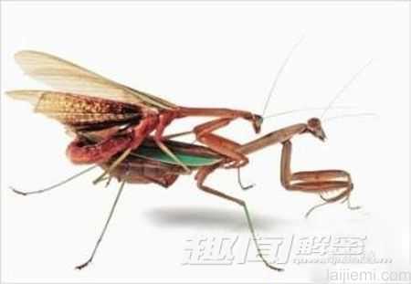 揭开动物集体自杀之谜：会是因为悲伤吗？966 / 作者:UFO来啦 / 帖子ID:63926
