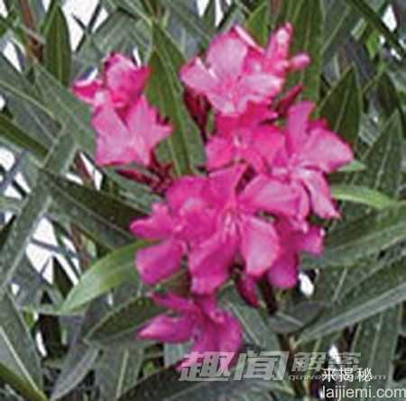 揭秘：可能致命的十大有毒观赏植物897 / 作者:UFO来啦 / 帖子ID:64035