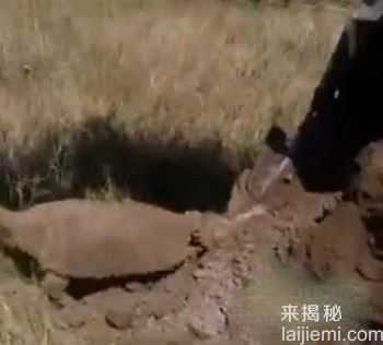 上海徐家汇地铁施工挖出古墓107 / 作者:UFO来啦 / 帖子ID:61372