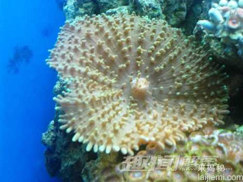 盘点深藏海底的十大最美珊瑚145 / 作者:UFO外星人爱好者 / 帖子ID:59922